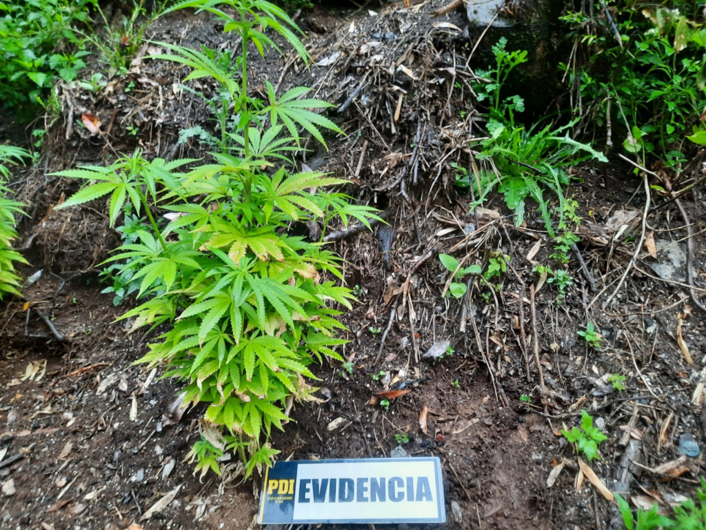 Detectives de la Brigada Antinarcóticos (BRIANCO), encontraron una plantación clandestina de Cannabis Sativa